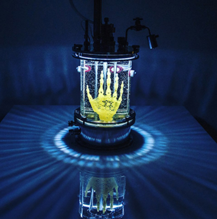 Amy Karle's bioart sculpture resembling a human hand. 